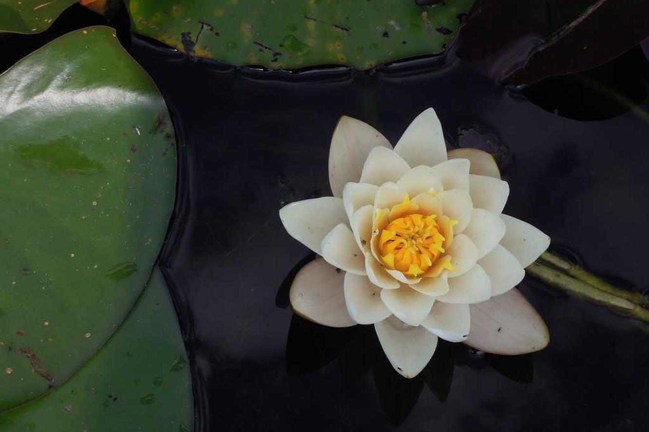 Voluptas ad animi ut dicta facilis